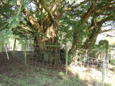 Capel Church Yew Tree